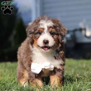 Flynn, Mini Bernedoodle Puppy